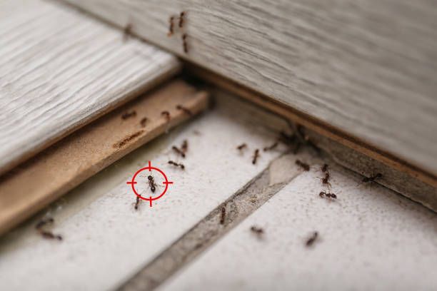 Best Exterminator Services  in Amherst, OH