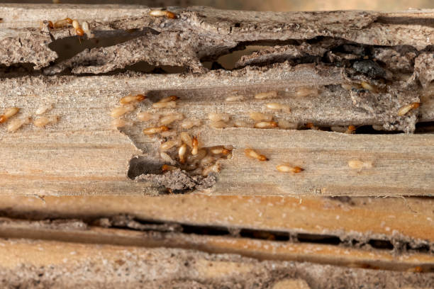 Best Commercial Pest Control Services  in Amherst, OH